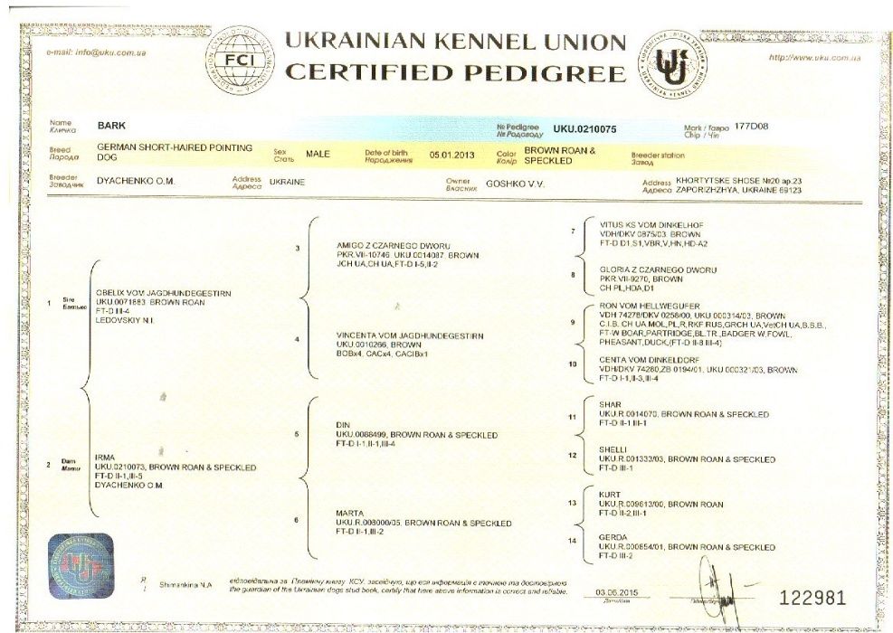 Вязка Курцхаар