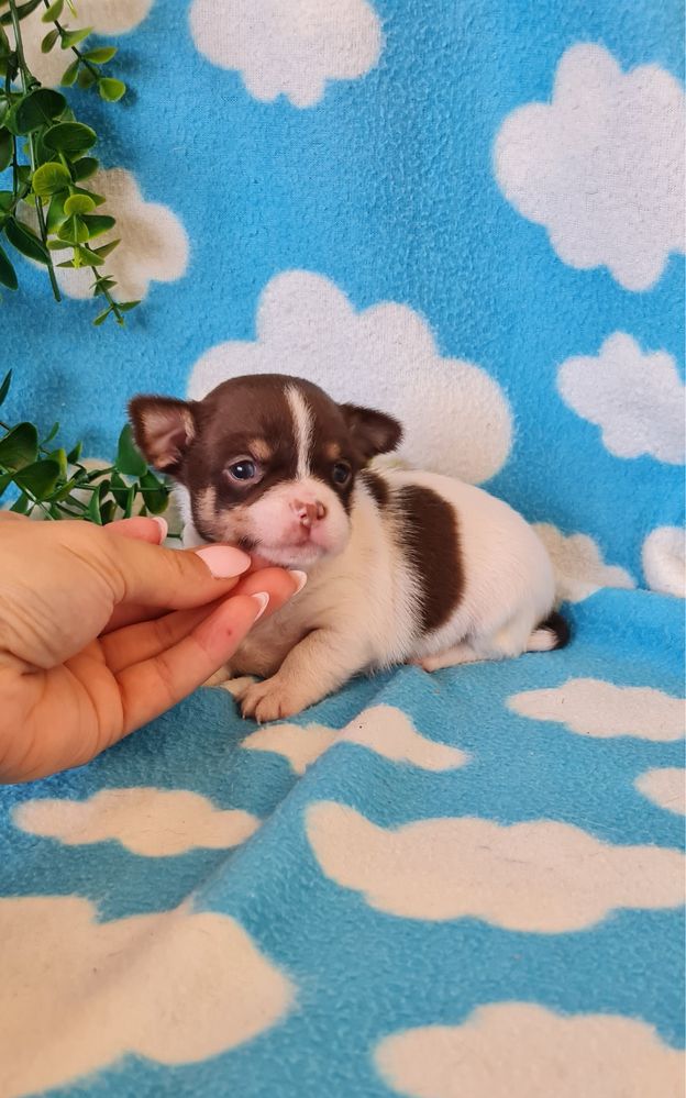 Excelente chocolatinho Chihuahua/Chiuaua de Qualidade