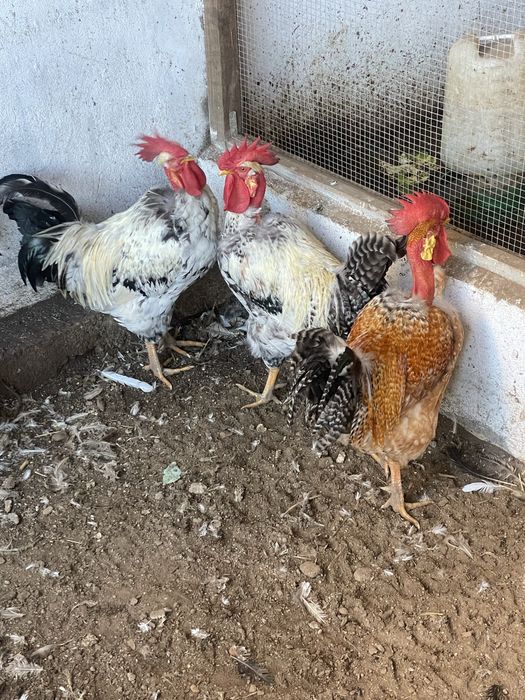 Frangos 1 ano verduras so