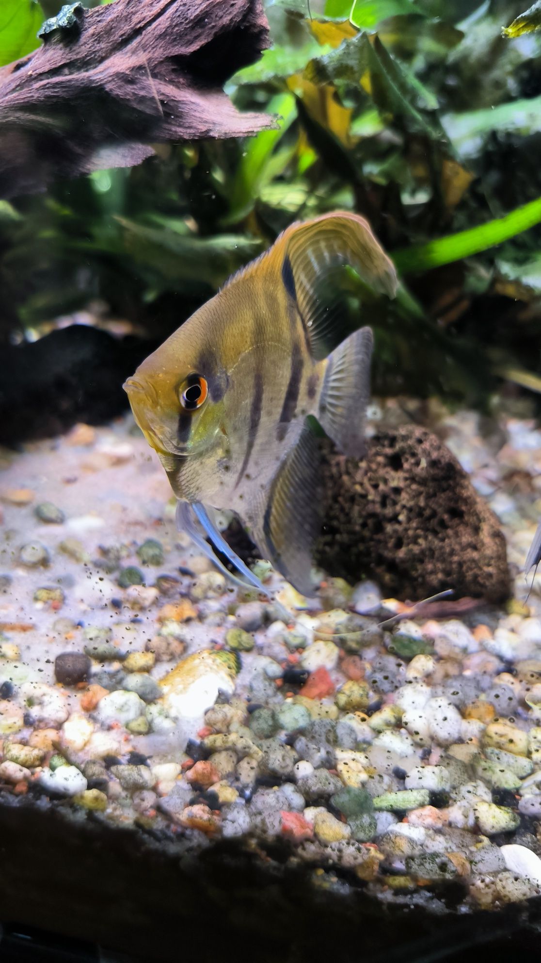 Peixe escalar juvenil