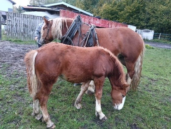 Sprzedam klacz  zimnokrwistą