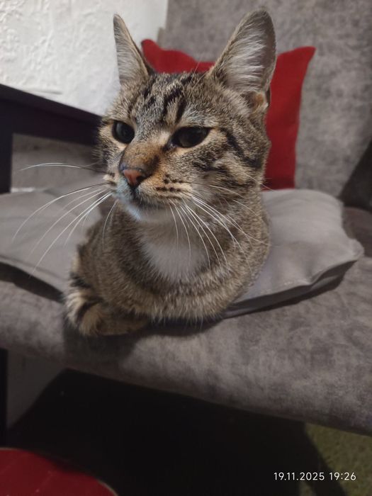 Тигровый молодой котик Шелдон бесплатно