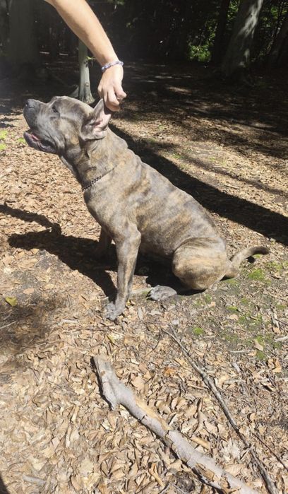 Cane Corso Zapowiedź miotu