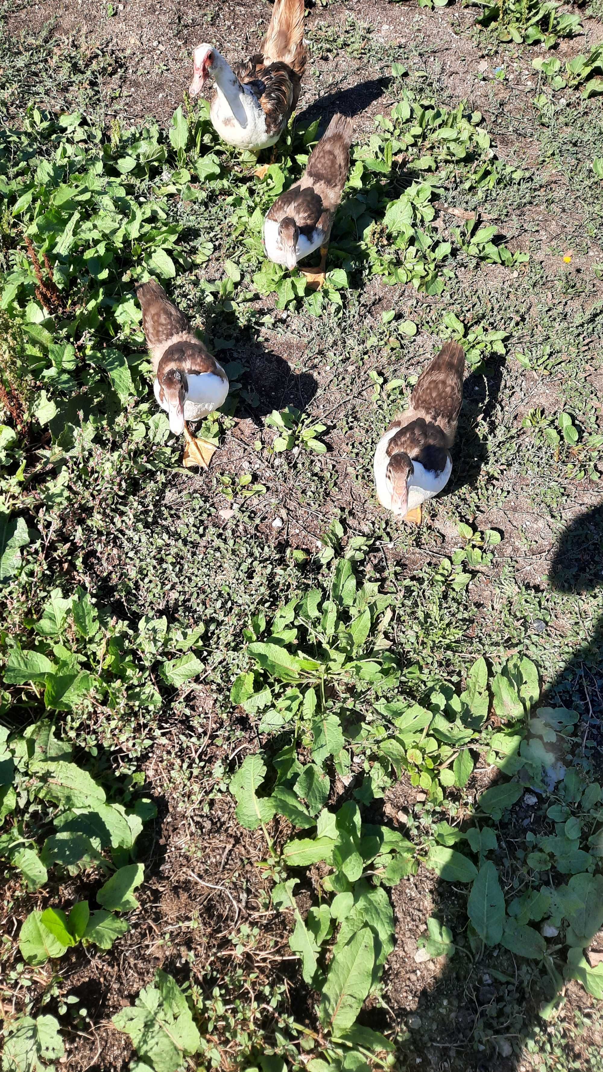 Vendo patos mudos