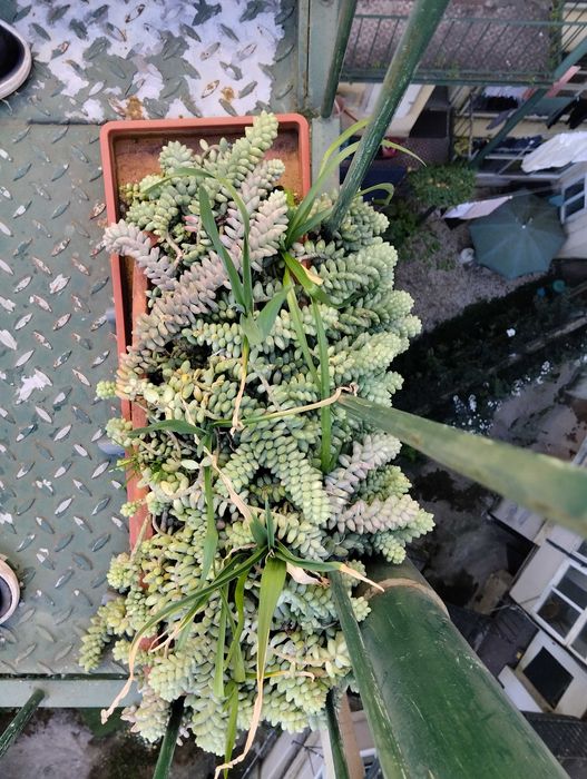 Suculenta, Rabo de burro.