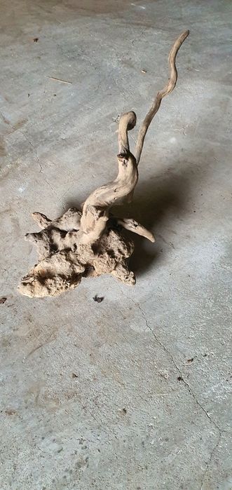 Raiz Decorativa. Arte Natural