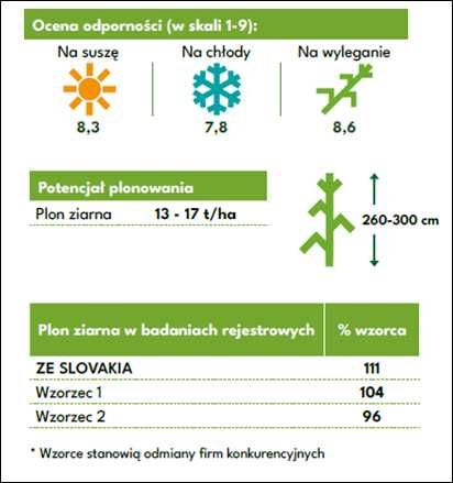 Nasiona kukurydzy ZE SLOVAKIA ziarno FAO 270 (80 tys.) WYPRZEDAŻ