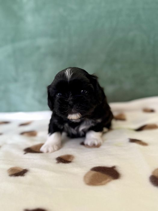 Shih tzu uroczy piesek w skarpetkach