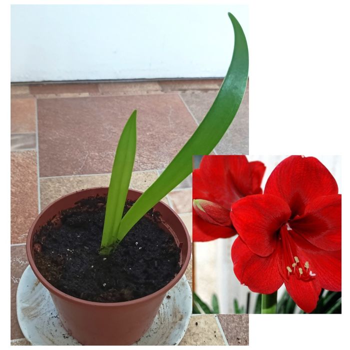 Амариліс (Гіпеаструм) червоний, Кала (Зантедексія) біла, Сансевієрія