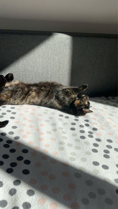 Oddam Kotke w dobre crece