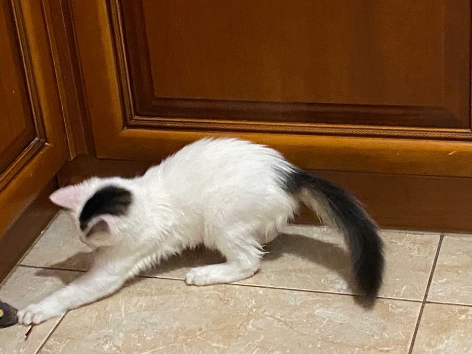 Чарівна  Хлоя шукає дім і люблячу родину! Кішка, кошеня 5 місяців