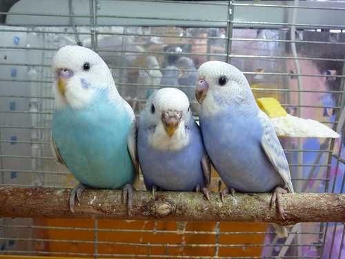 Волнистые попугайчики от домашнй говорящей парочки