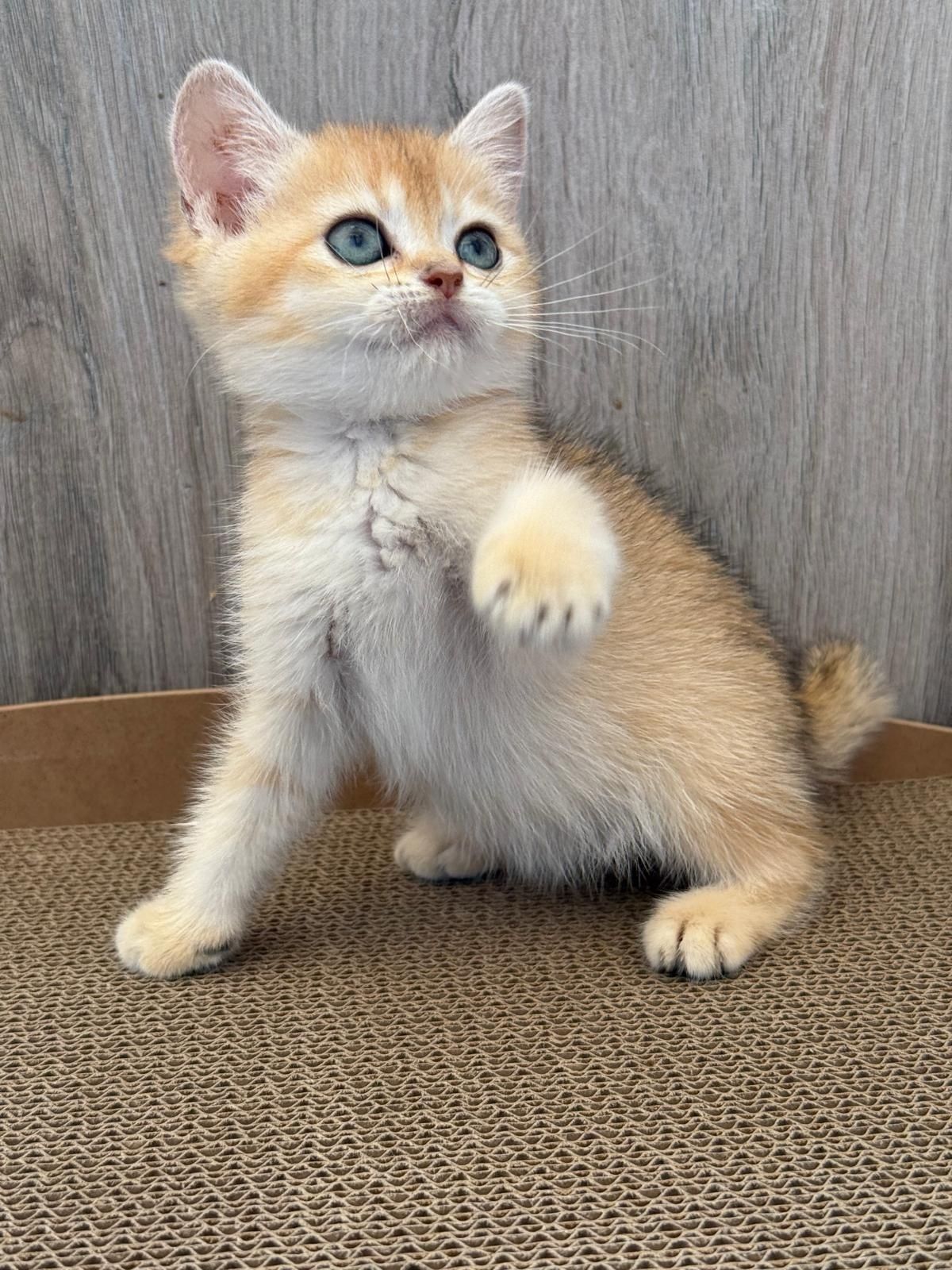 Femea  british chincila golden