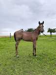 Ogierek bay roan