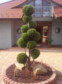 Limpeza de pequenos terrenos e manutenção de jardins