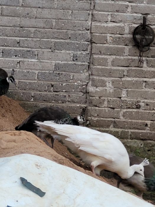 Pawie samica i młode