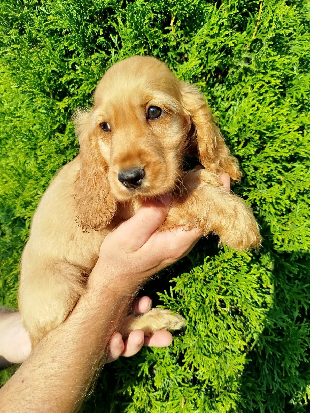 Piękny Cocer Spaniel z rodowodem