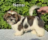 Sunia Shih tzu ZKWP