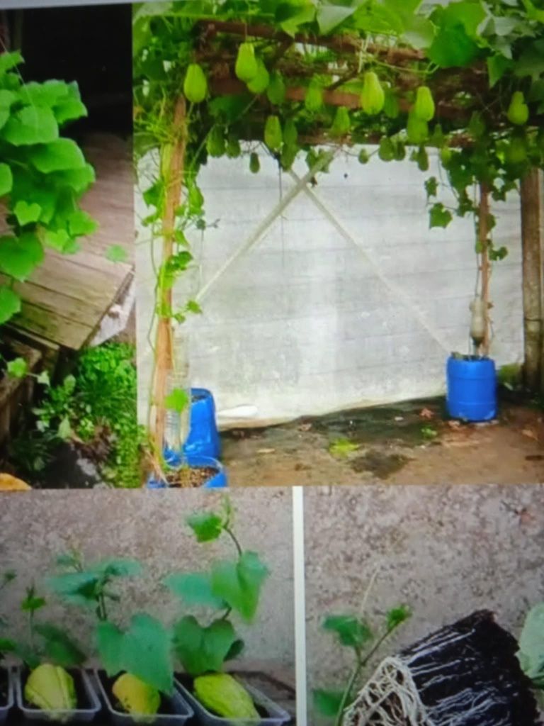 Vendo chuchus para transplantar, não tem picos.