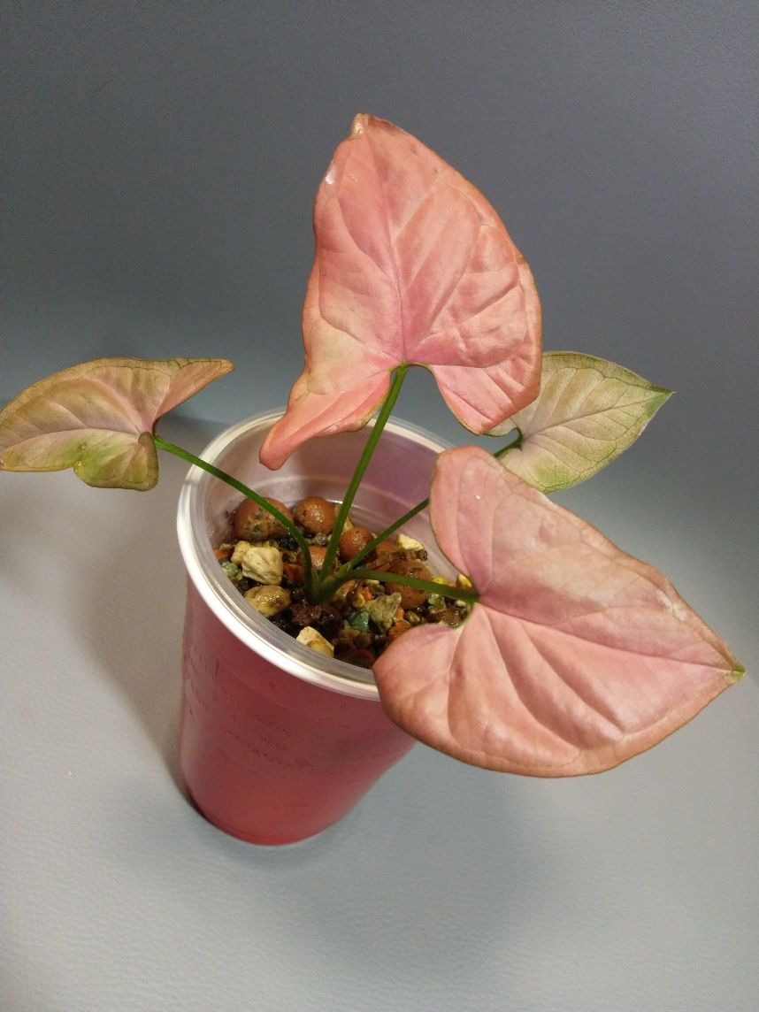 Syngonium Orm Nak