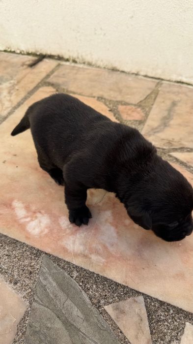 Labrador preto femea com Lop