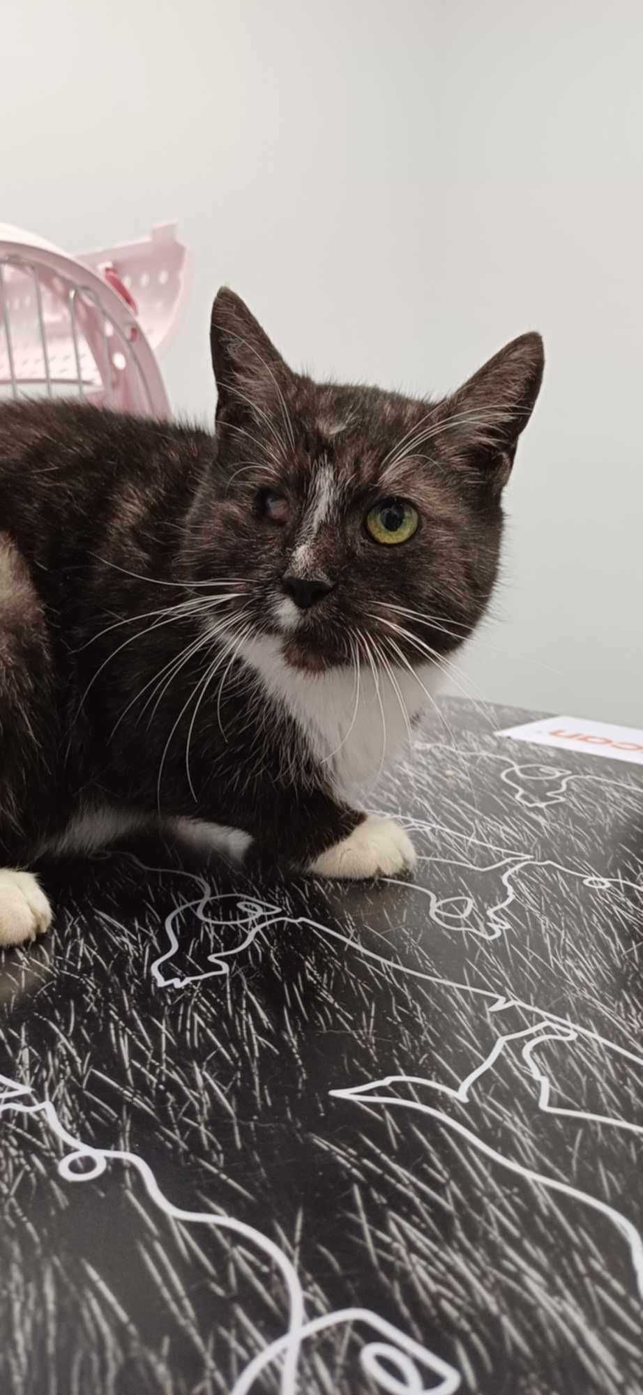 Prześliczna koteczka w typie karpati poleca się do adopcji