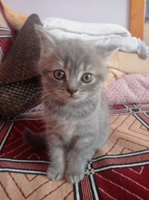 Шотландська киця