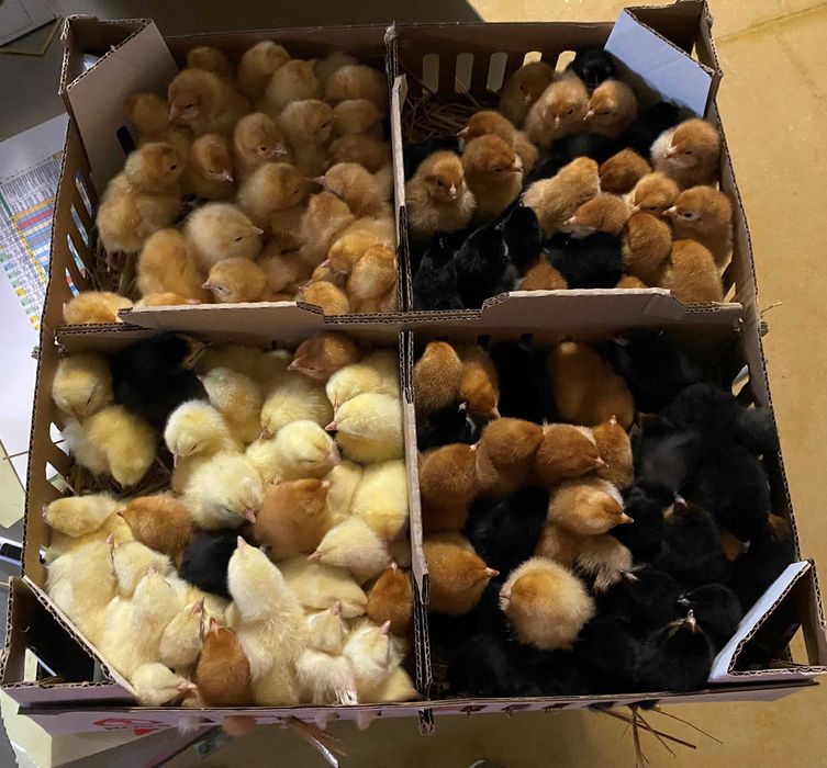 Kurczaki pisklęta nioski, brojlery, Leghorn, Greenshell, Sussex, Rosa