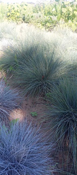 Декоративні трави