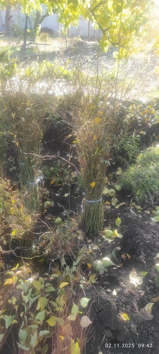 подвой , абрикоса, алычи