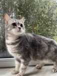 Brytyjska kotka whiskas