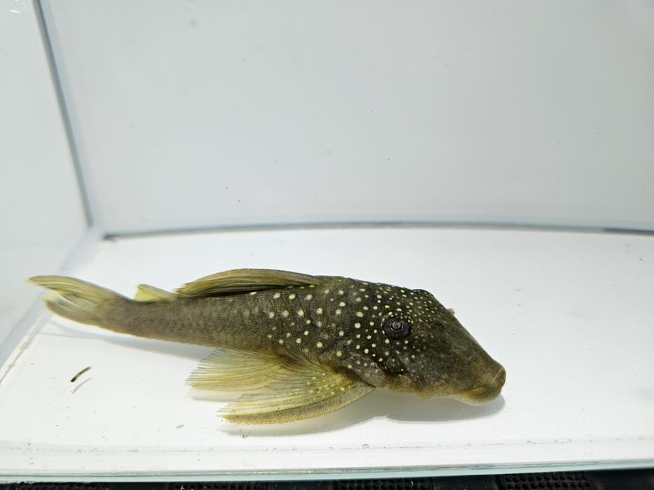 Glonojad L200 zapraszamy