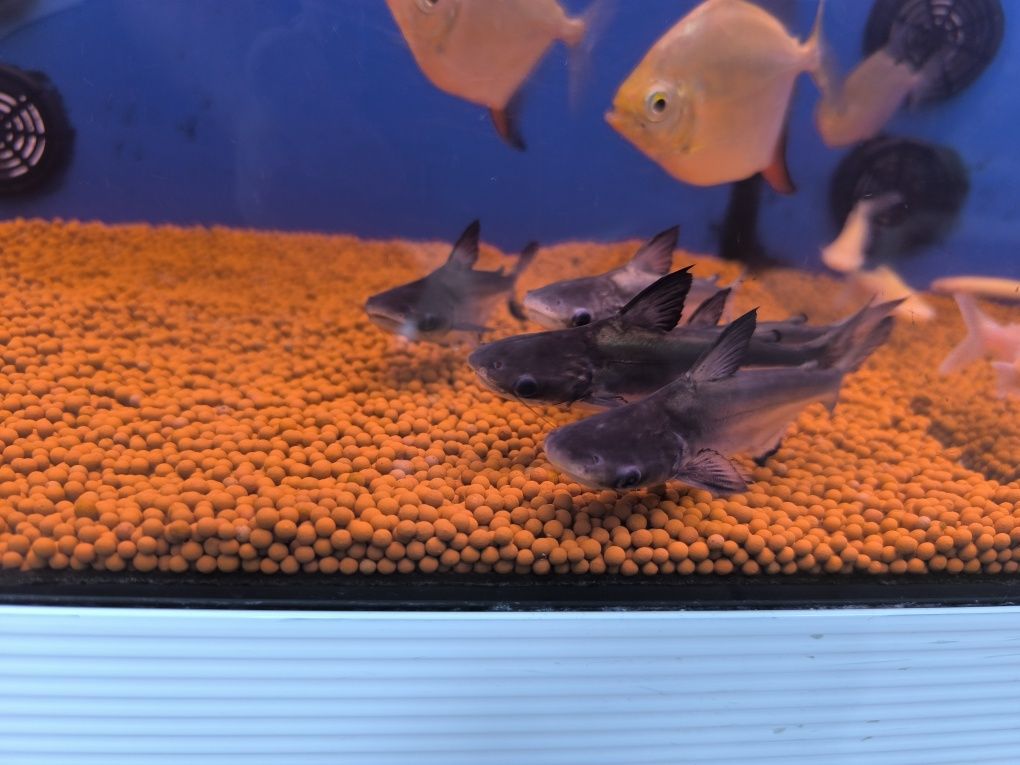 Pangasius Hi-Fin (Pangasius Sanitwongsei)