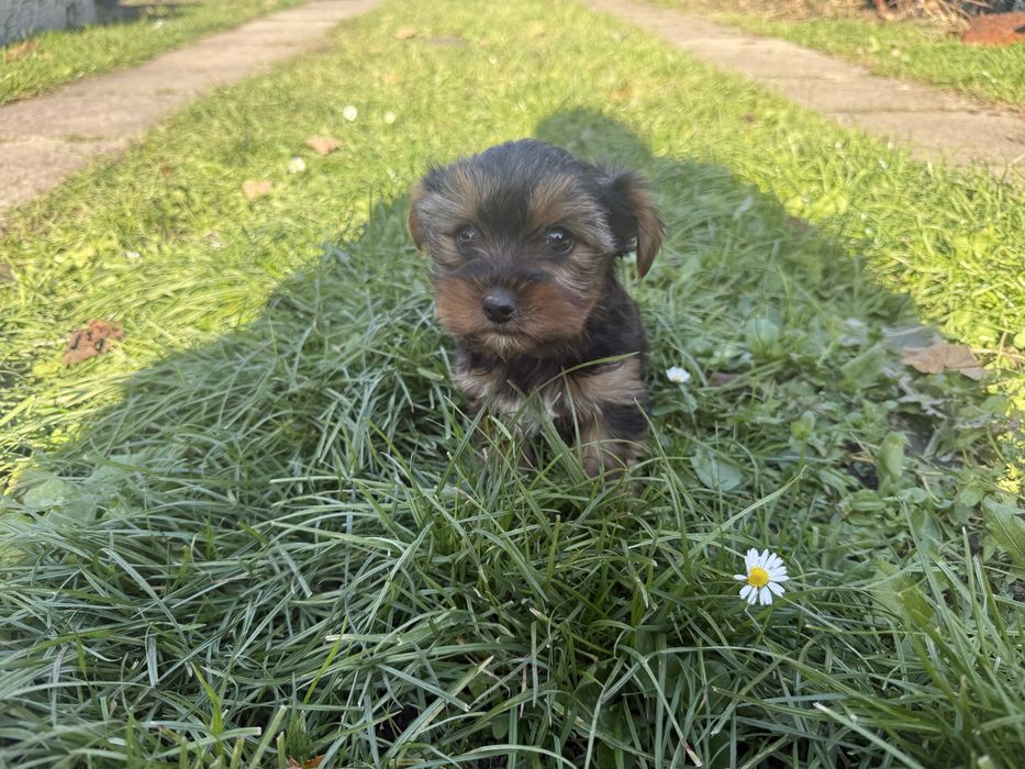 Sprzedam pieska rasy York