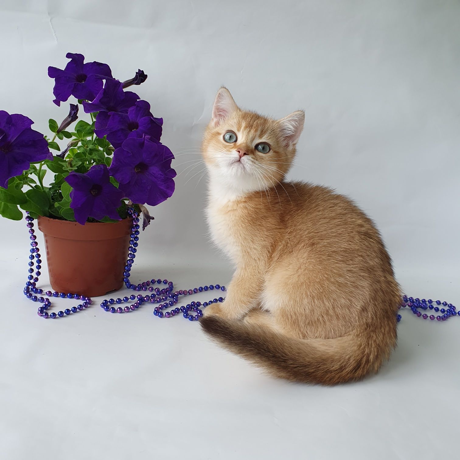 Срочно ласковый котик британец, ждет любящую семью. Котята Киев