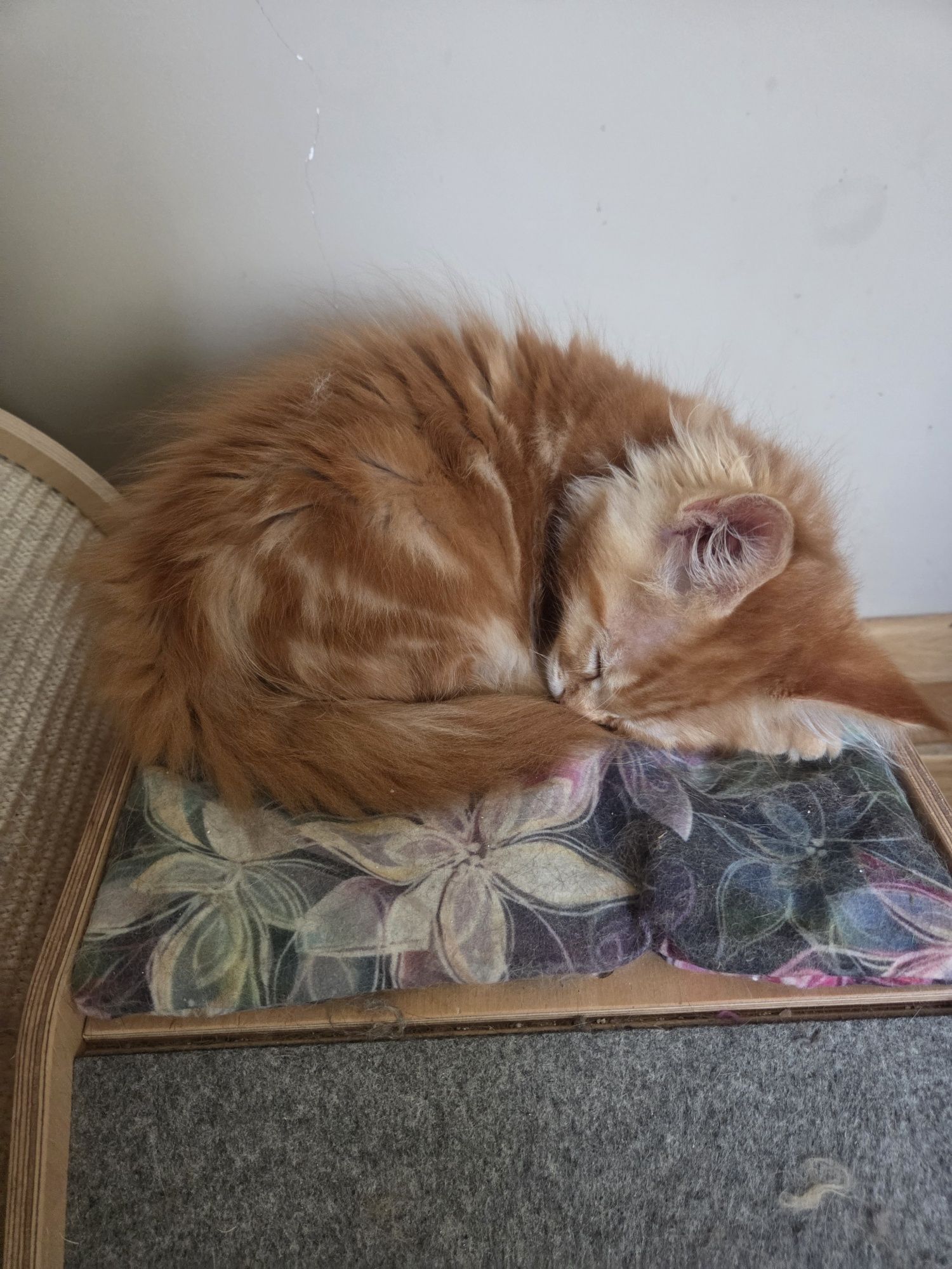 Kocurek Maine Coon