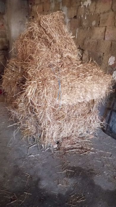 Cabras e chivo raça anã  só conjunto