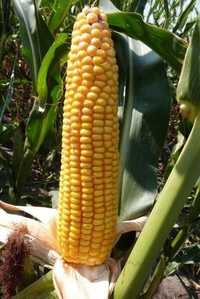 Насіння кукурудзи та соняшника (Monsanto,syngenta))