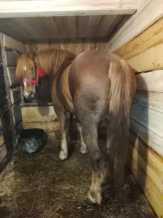 Продам кобилу 5років