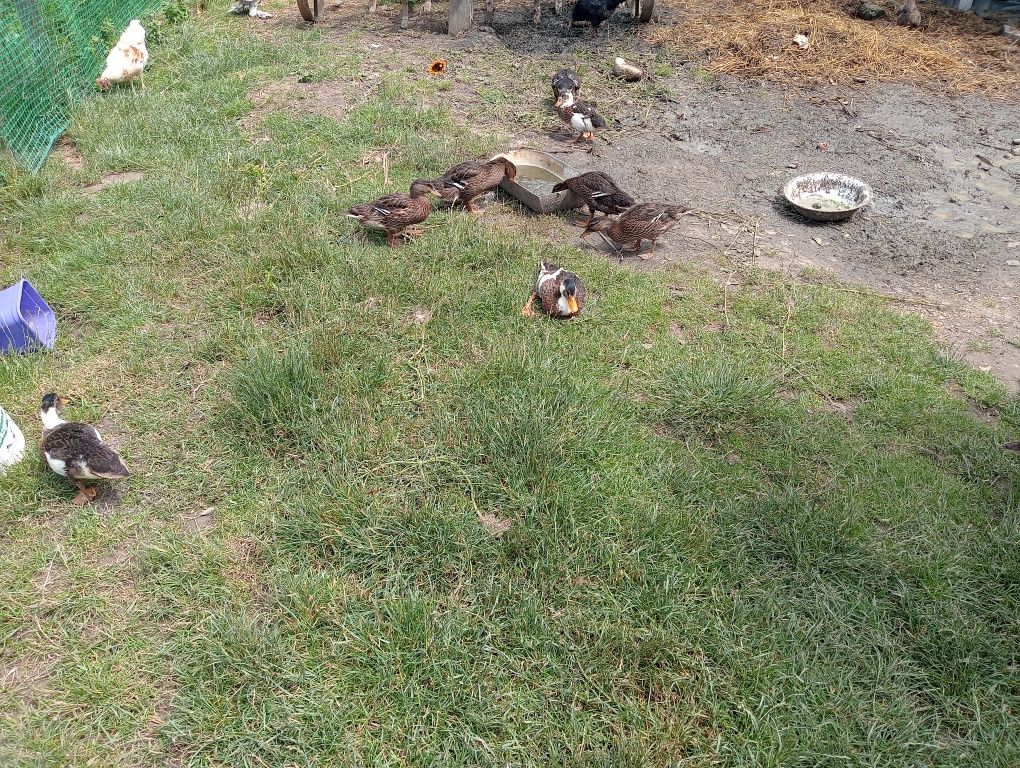 Kaczki staropolskie