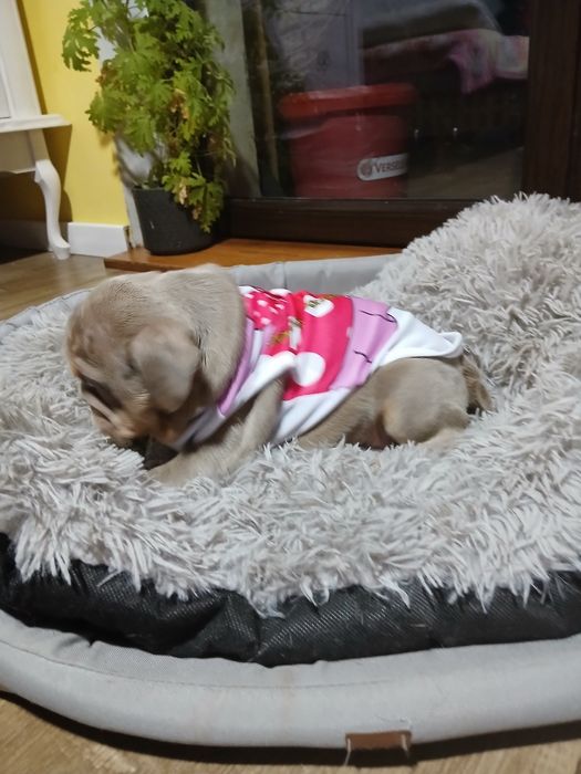 Buldog Angielski suczka