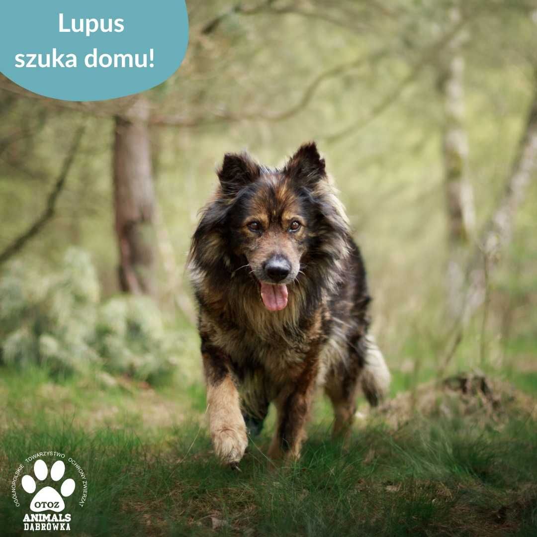 Lupus szuka domu
