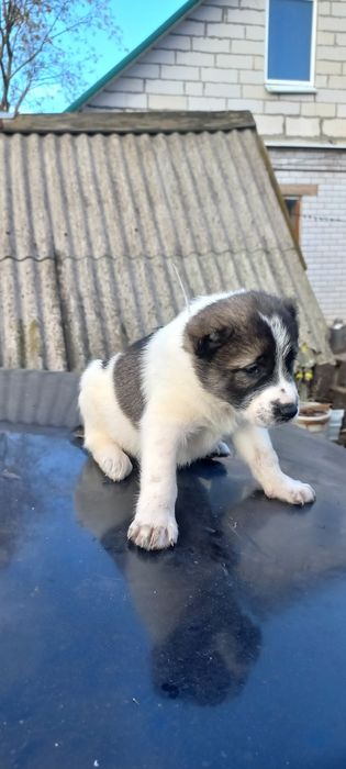 Продам щенят алабая