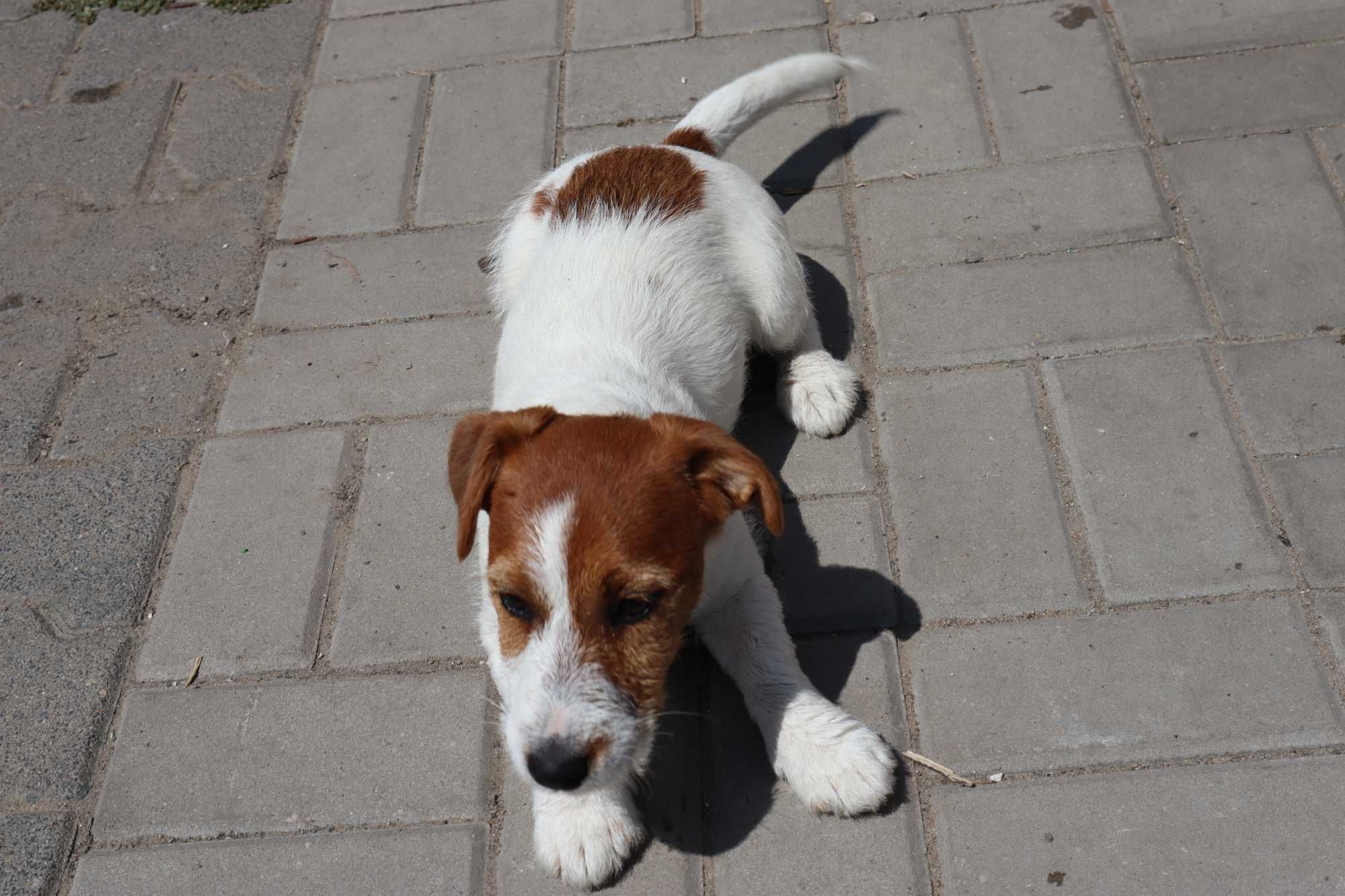 Jack Russell Terrier suczka rodowodowa Związek Kynologiczny w Polsce