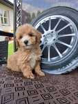 Maltipoo suczka maltanczyk pudel badania