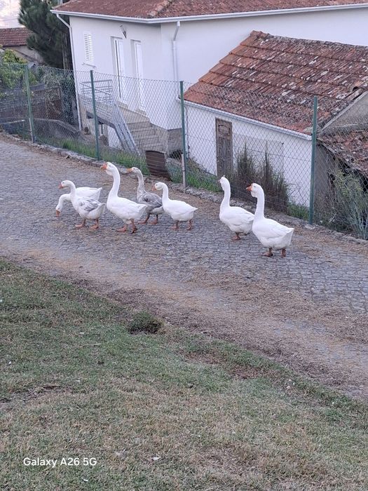 Gansos machos de barbela novos
