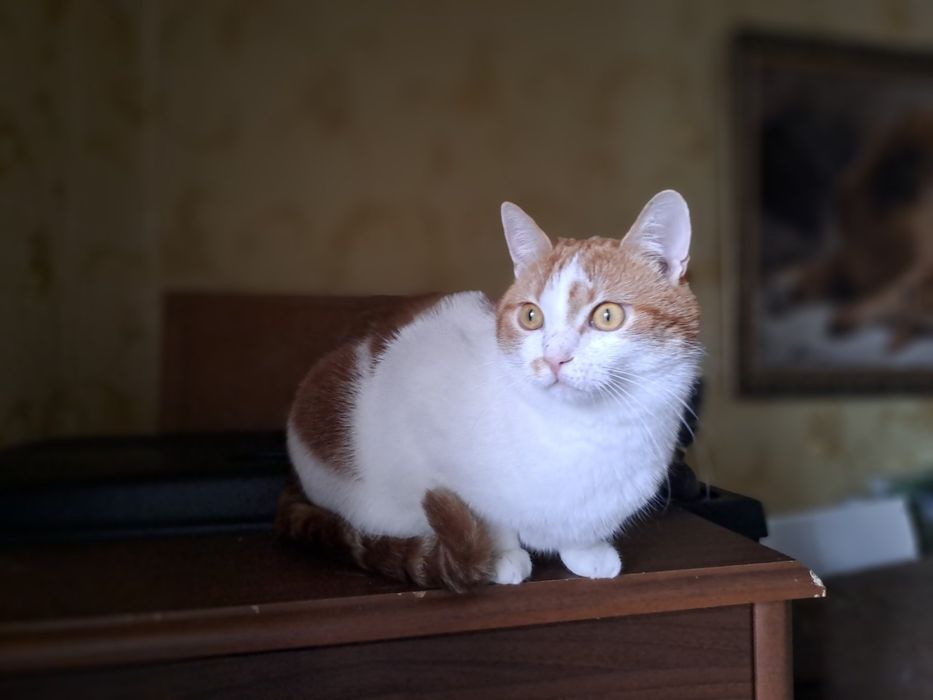 Віддам рудого з білим кота, 1,5 року, кастрований, вакцинований
