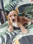 Cocker spaniel angielski.