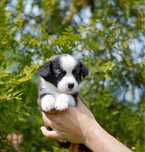 Welsh Corgi Cardigan
