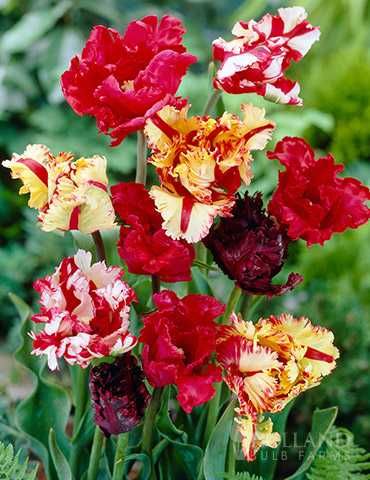 TULIPANY Cebulki  50 szt. cebule TULIPANA Mix Kolorów TULIPANÓW